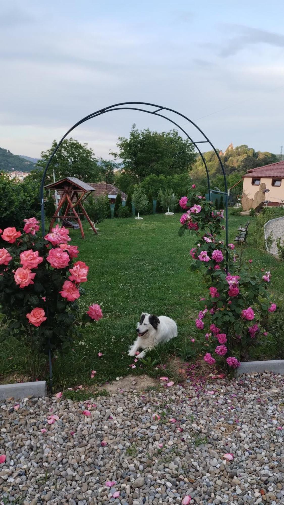 Chalets Du Bf Σιγκισοάρα Εξωτερικό φωτογραφία